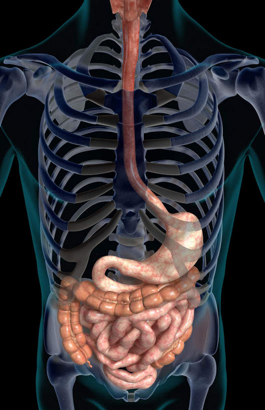 内脏,肠,动脉,静脉,骨骼,肋骨,十二指肠,无人,竖图,插画,室内,白天,正面,数码,科技,静物,阴影,黑色背景,网络,医学,骨头,高光,几何,计算机图形,合成,图画,画,模型,人体,电脑合成图,数码合成图,骨架,生物学,人体器官,器官,漫画,生理学,写实,具体,具象,横结肠,回肠,空肠,升结肠,乙状结肠,大肠,盲肠,小肠,直肠,半身,彩图