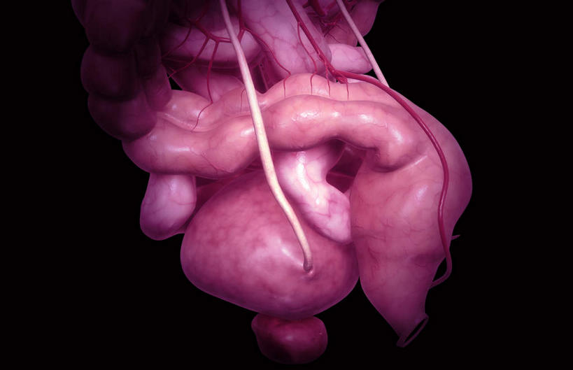 内脏,肠,动脉,静脉,肛门,十二指肠,无人,横图,插画,室内,白天,正面,数码,科技,静物,阴影,黑色背景,网络,医学,高光,几何,计算机图形,合成,图画,画,模型,人体,电脑合成图,数码合成图,生物学,人体器官,器官,漫画,输尿管,生理学,写实,具体,具象,乙状结肠,大肠,盲肠,小肠,直肠,彩图