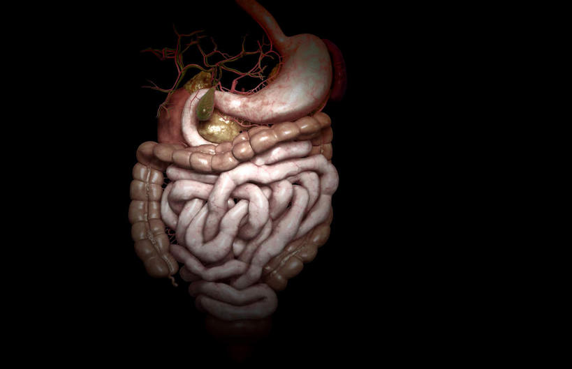 腹部,内脏,脾,胃,肠,动脉,静脉,胆囊,十二指肠,无人,横图,插画,室内,白天,正面,数码,科技,静物,阴影,黑色背景,网络,医学,高光,几何,计算机图形,合成,图画,画,模型,人体,电脑合成图,数码合成图,生物学,人体器官,器官,漫画,泌尿系统,生理学,写实,具体,具象,肾上腺,胆囊动脉,胆总管,横结肠,降结肠,空肠,升结肠,乙状结肠,大肠,盲肠,小肠,直肠,胃部,彩图