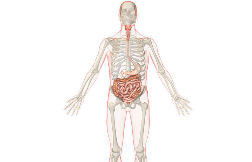 内脏,肠,动脉,静脉,骨骼,肛门,十二指肠,无人,横图,插画,室内,白天,白色背景,正面,数码,科技,静物,阴影,网络,医学,线条,骨头,高光,几何,计算机图形,合成,图画,画,模型,人体,轮廓,电脑合成图,数码合成图,骨架,生物学,人体器官,器官,漫画,生理学,写实,具体,具象,横结肠,降结肠,空肠,升结肠,乙状结肠,大肠,盲肠,小肠,直肠,彩图