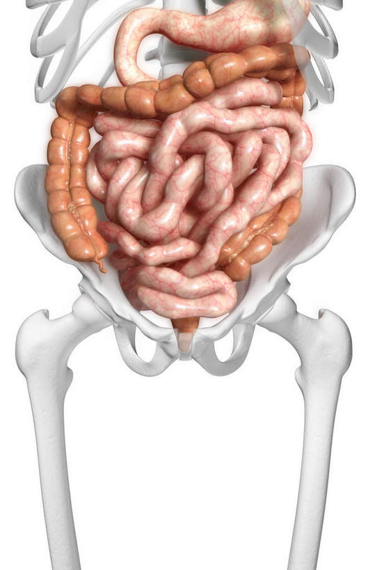 内脏,肠,动脉,静脉,骨骼,骨盆,肛门,十二指肠,无人,竖图,插画,室内,白天,白色背景,正面,数码,科技,静物,阴影,网络,医学,骨头,高光,几何,计算机图形,合成,图画,画,模型,人体,电脑合成图,数码合成图,骨架,生物学,人体器官,器官,盆骨,漫画,生理学,写实,具体,具象,股骨,横结肠,空肠,升结肠,大肠,盲肠,小肠,直肠,彩图,消化系统