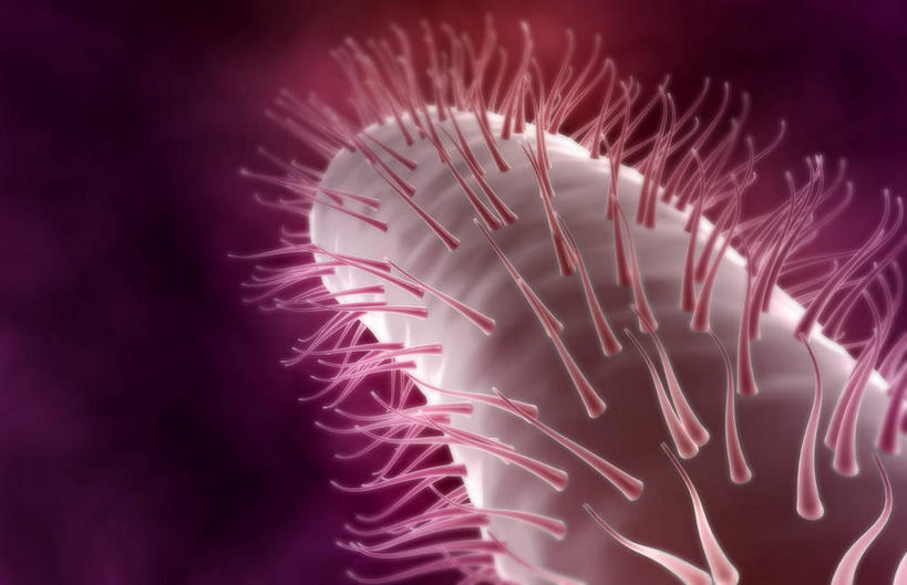 无人,横图,插画,室内,特写,白天,正面,数码,科技,静物,阴影,黑色背景,网络,细菌,医学,细胞,高光,几何,计算机图形,合成,图画,画,人体,电脑合成图,数码合成图,病毒,生物学,真菌,漫画,生理学,写实,具体,具象,鞭毛,幽门螺杆菌,彩图,感染