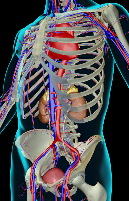 内脏,心脏,肾脏,骨骼,肋骨,骨盆,无人,竖图,插画,室内,白天,白色背景,正面,数码,科技,静物,阴影,网络,医学,线条,骨头,高光,几何,计算机图形,合成,图画,画,一个,人体,单个,轮廓,电脑合成图,数码合成图,骨架,生物学,器官,盆骨,漫画,泌尿系统,心血管,心房,心室,生理学,写实,具体,具象,肾动脉,肾,心,彩图
