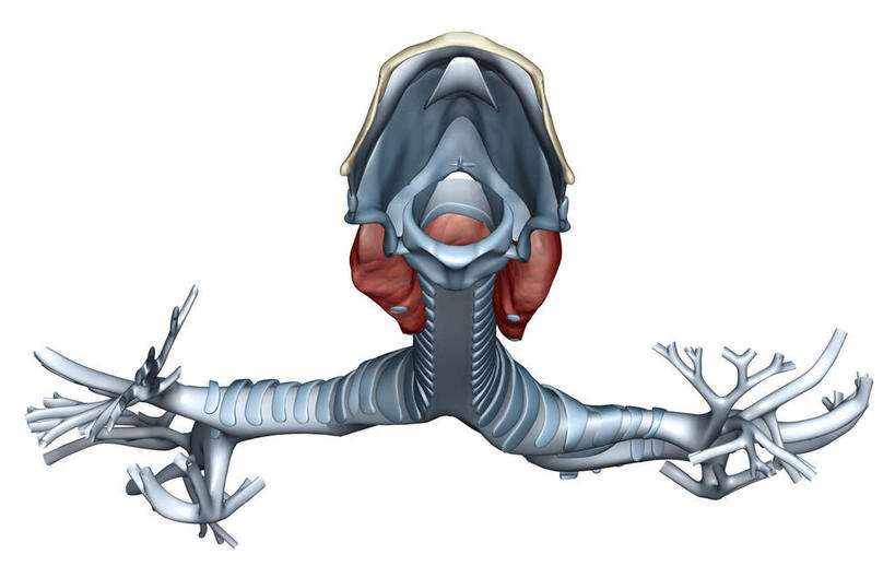 气管,无人,横图,插画,室内,白天,白色背景,正面,数码,科技,静物,阴影,网络,医学,高光,几何,计算机图形,合成,图画,画,人体,电脑合成图,数码合成图,生物学,漫画,支气管,生理学,写实,具体,具象,细支气管,呼吸系统,环状软骨,甲状软骨,舌骨,气管软骨,彩图