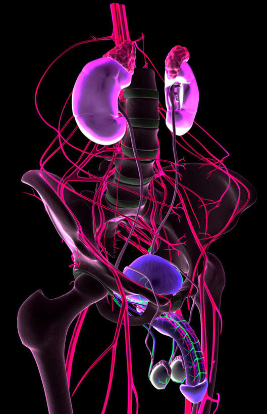 肾脏,膀胱,睾丸,阴囊,无人,竖图,插画,室内,白天,正面,数码,科技,静物,阴影,黑色背景,网络,医学,高光,几何,计算机图形,合成,图画,画,人体,电脑合成图,数码合成图,生物学,漫画,泌尿系统,前列腺,输尿管,生理学,写实,具体,具象,男性生殖器官,精囊,肾,彩图,生殖器官