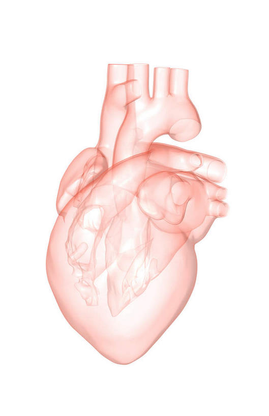 内脏,心脏,无人,竖图,插画,室内,白天,白色背景,正面,数码,科技,静物,阴影,网络,医学,高光,几何,计算机图形,合成,图画,画,一个,人体,单个,电脑合成图,数码合成图,生物学,器官,漫画,心血管,心房,心室,生理学,写实,具体,具象,颈动脉,锁骨下动脉,主动脉,心,彩图