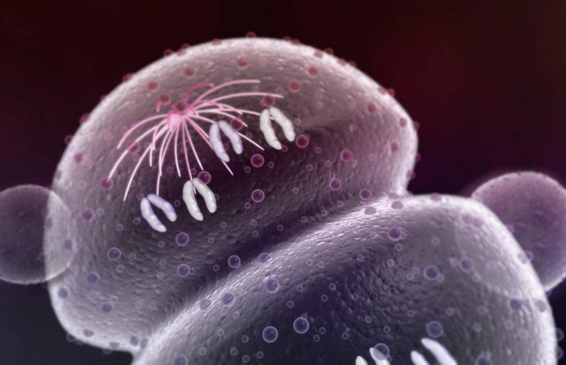 无人,横图,插画,室内,白天,白色背景,正面,数码,科技,静物,阴影,网络,医学,细胞,高光,几何,计算机图形,合成,图画,画,人体,电脑合成图,数码合成图,生物学,破裂,分裂,漫画,生理学,写实,具体,具象,细胞分裂,有丝分裂,割裂,盘据,彩图,决裂