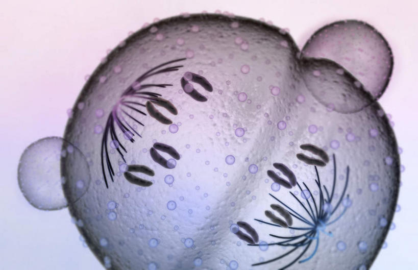 无人,横图,插画,室内,白天,白色背景,正面,数码,科技,静物,阴影,网络,医学,细胞,高光,几何,计算机图形,合成,图画,画,人体,电脑合成图,数码合成图,生物学,破裂,分裂,漫画,生理学,写实,具体,具象,细胞分裂,有丝分裂,割裂,盘据,彩图,决裂