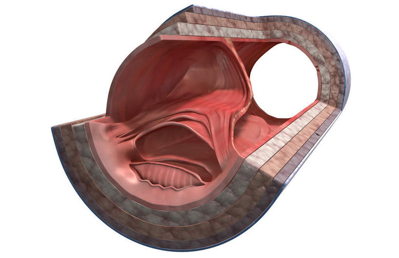 血管,无人,横图,插画,室内,白天,白色背景,正面,数码,科技,静物,阴影,网络,医学,高光,几何,计算机图形,合成,图画,画,人体,电脑合成图,数码合成图,生物学,漫画,生理学,写实,具体,具象,静脉瓣膜,静脉壁,彩图,血管壁