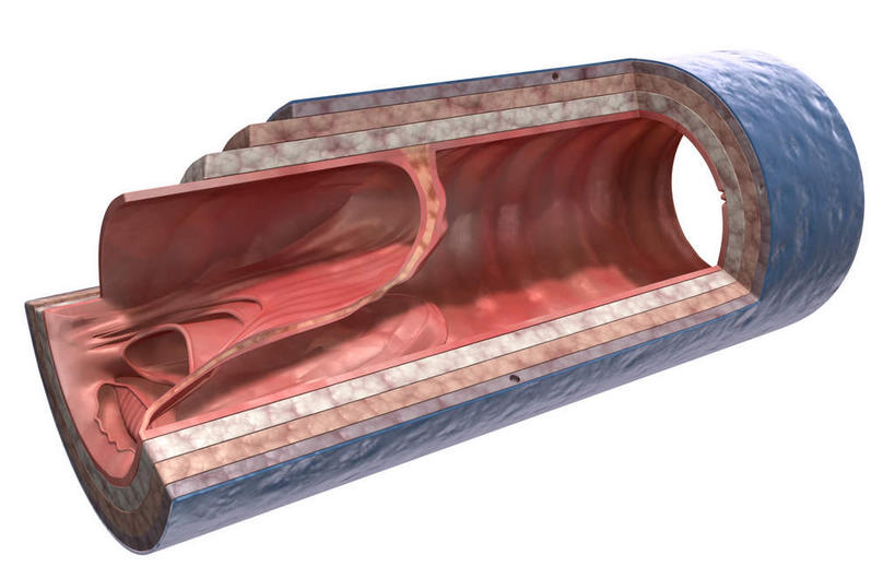 血管,无人,横图,插画,室内,白天,白色背景,正面,数码,科技,静物,阴影,网络,医学,高光,几何,计算机图形,合成,图画,画,人体,电脑合成图,数码合成图,生物学,漫画,生理学,写实,具体,具象,静脉瓣膜,静脉壁,彩图,血管壁