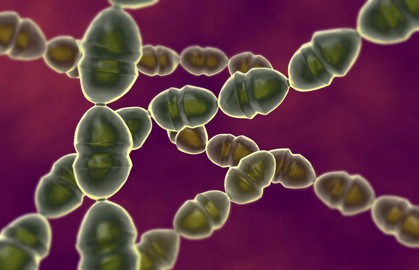 无人,横图,插画,室内,白天,白色背景,正面,数码,科技,静物,阴影,网络,细菌,医学,细胞,高光,几何,计算机图形,合成,图画,画,人体,电脑合成图,数码合成图,生物学,漫画,病菌,生理学,写实,具体,具象,肺炎链球菌,链球菌,变形链球菌,草绿色链球菌,化脓性链球菌,彩图