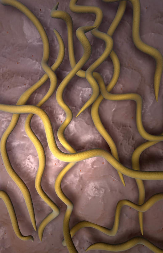 无人,竖图,插画,室内,白天,白色背景,正面,数码,科技,静物,阴影,网络,细菌,医学,螺旋,细胞,高光,几何,计算机图形,合成,图画,画,人体,电脑合成图,数码合成图,生物学,漫画,生理学,写实,具体,具象,螺旋菌,莱姆病,彩图