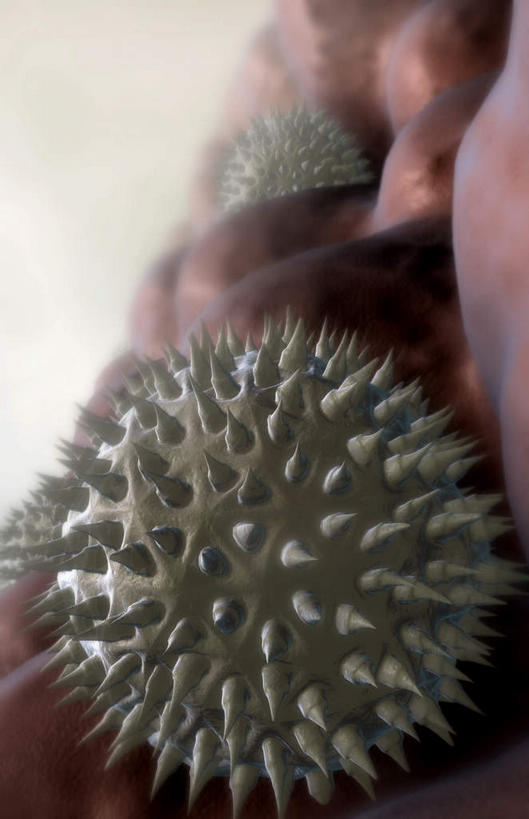 无人,竖图,插画,室内,白天,白色背景,正面,数码,科技,静物,阴影,网络,医学,高光,几何,计算机图形,合成,图画,画,人体,电脑合成图,数码合成图,生物学,漫画,花粉,过敏,生理学,写实,具体,具象,过敏反应,花粉症,过敏症,彩图