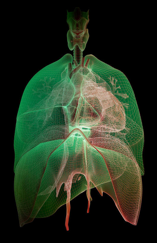 内脏,肺,动脉,静脉,无人,竖图,插画,室内,白天,正面,数码,科技,静物,阴影,黑色背景,网络,医学,高光,几何,计算机图形,合成,图画,画,模型,人体,电脑合成图,数码合成图,生物学,人体器官,器官,漫画,呼吸道,支气管,生理学,写实,具体,具象,甲状腺,呼吸系统,膜片,肺部,肺脏,彩图