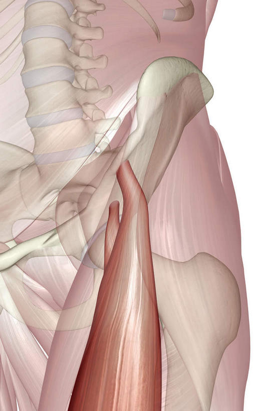 骨骼,脊椎,骨盆,肌肉,健壮,无人,竖图,插画,室内,白天,白色背景,正面,数码,科技,静物,大腿,阴影,网络,医学,骨头,高光,几何,计算机图形,合成,图画,画,健康,活力,力量,人体,青春,电脑合成图,数码合成图,骨架,生物学,强壮,盆骨,漫画,生理学,写实,具体,具象,颈椎,脊椎骨,股直肌,脊柱,半身,彩图
