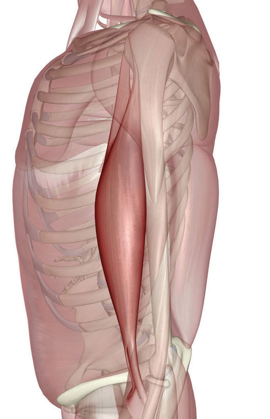 肌肉,健壮,无人,竖图,插画,室内,白天,白色背景,正面,数码,科技,静物,阴影,网络,医学,高光,几何,计算机图形,合成,图画,画,健康,活力,力量,人体,青春,电脑合成图,数码合成图,生物学,强壮,漫画,生理学,写实,具体,具象,二头肌,半身,彩图