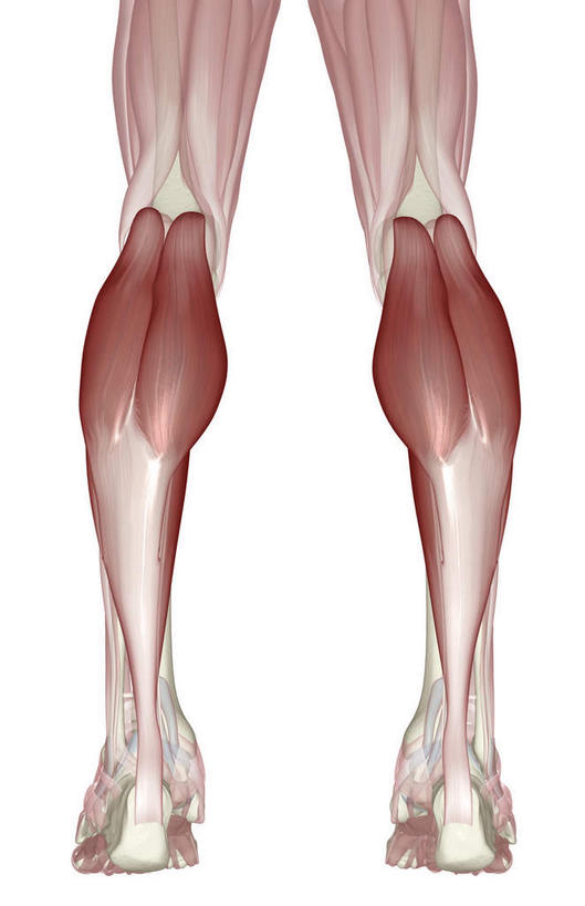 腿部,肌肉,腿,健壮,无人,竖图,插画,室内,白天,白色背景,正面,数码,科技,比目鱼,静物,阴影,网络,医学,高光,几何,计算机图形,合成,图画,画,健康,活力,力量,人体,青春,电脑合成图,数码合成图,生物学,强壮,漫画,生理学,写实,具体,具象,腓肠肌,半身,彩图