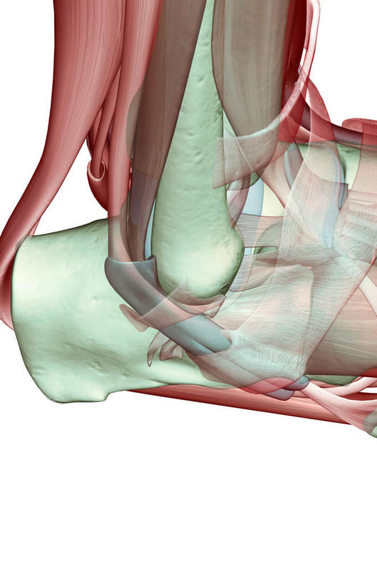 骨骼,肌肉,健壮,无人,竖图,插画,室内,白天,白色背景,正面,数码,科技,静物,阴影,网络,医学,骨头,高光,几何,计算机图形,合成,图画,画,健康,活力,力量,人体,青春,电脑合成图,数码合成图,骨架,生物学,强壮,漫画,生理学,写实,具体,具象,肌腱,踝关节,半身,彩图