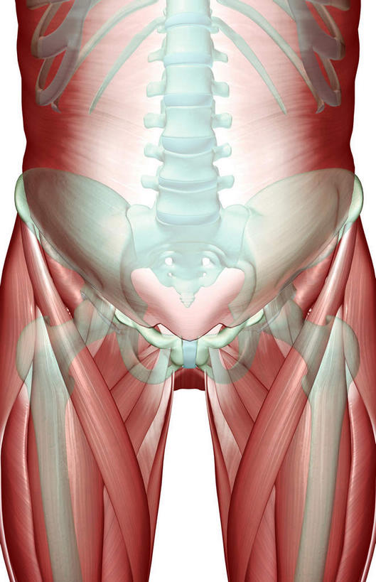 骨骼,肋骨,脊椎,肌肉,健壮,无人,竖图,插画,室内,白天,白色背景,正面,数码,科技,静物,阴影,网络,医学,骨头,高光,几何,计算机图形,合成,图画,画,健康,活力,力量,人体,青春,电脑合成图,数码合成图,骨架,生物学,强壮,漫画,生理学,写实,具体,具象,股骨,髋骨,脊椎骨,内收长肌,脊柱,半身,彩图