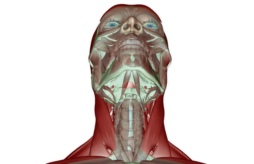 颅骨,骨骼,脊椎,肌肉,健壮,无人,横图,插画,室内,白天,白色背景,正面,数码,科技,静物,阴影,网络,医学,骨头,高光,几何,计算机图形,合成,图画,画,健康,活力,力量,人体,青春,电脑合成图,数码合成图,骨架,生物学,强壮,漫画,生理学,写实,具体,具象,颈椎,脊椎骨,咬肌,胸锁乳突肌,脊柱,头盖骨,半身,彩图