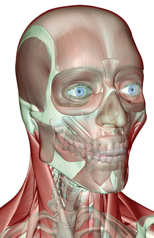 骨骼,肌肉,健壮,无人,竖图,插画,室内,白天,白色背景,正面,数码,科技,静物,阴影,网络,医学,骨头,高光,几何,计算机图形,合成,图画,画,健康,活力,力量,人体,青春,电脑合成图,数码合成图,骨架,生物学,强壮,漫画,生理学,写实,具体,具象,颚骨,面颅骨,颊肌,颞肌,眼轮匝肌,咬肌,额肌,胸锁乳突肌,口轮匝肌,半身,彩图