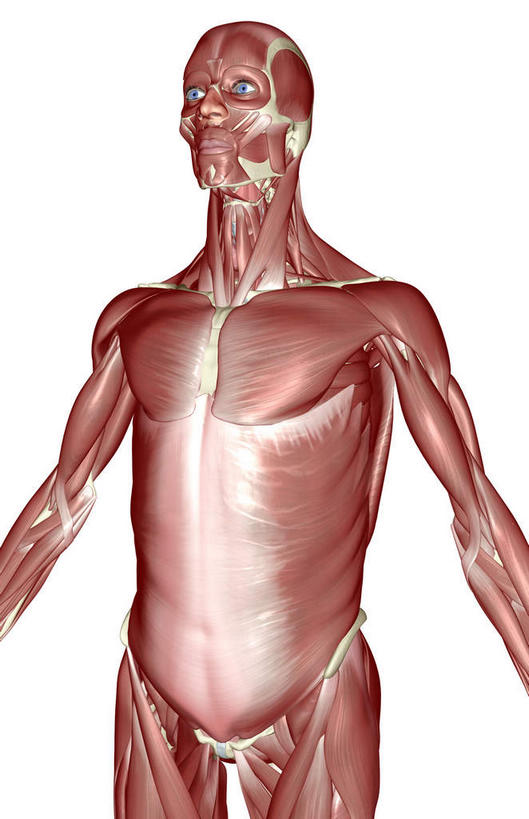 肌肉,健壮,无人,竖图,插画,室内,白天,白色背景,正面,数码,科技,静物,阴影,网络,医学,高光,几何,计算机图形,合成,图画,画,健康,活力,力量,人体,青春,电脑合成图,数码合成图,生物学,强壮,胸肌,漫画,生理学,写实,具体,具象,前锯肌,腹外斜肌,半身,彩图
