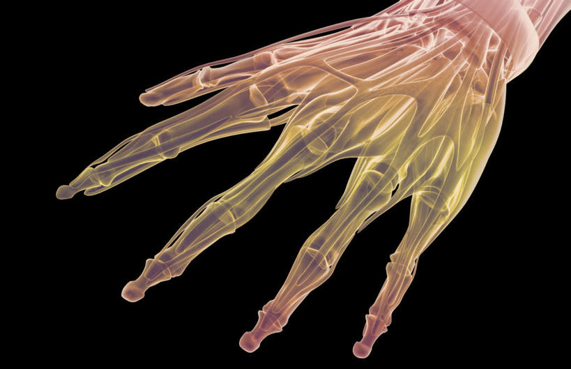 肌肉,健壮,无人,横图,插画,室内,白天,正面,数码,科技,静物,阴影,黑色背景,网络,医学,线条,高光,几何,计算机图形,合成,图画,画,健康,活力,力量,人体,轮廓,青春,电脑合成图,数码合成图,生物学,强壮,漫画,生理学,写实,具体,具象,趾长伸肌,半身,彩图