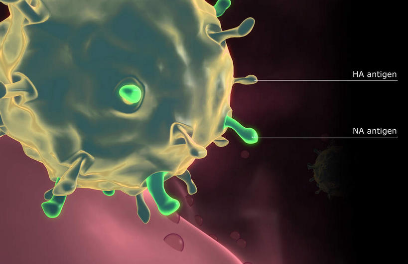 无人,横图,插画,室内,白天,正面,数码,科技,微生物,静物,阴影,黑色背景,网络,医学,英文,标志,文字,字符,字母,高光,几何,计算机图形,合成,图画,标识,画,生物,解说,人体,说明,英文字母,电脑合成图,数码合成图,医疗,病毒,生物学,漫画,生理学,写实,具体,具象,阐明,申明,注解,注明,寄生,甲型流感病毒,禽流感病毒,生命体,生物病毒,彩图