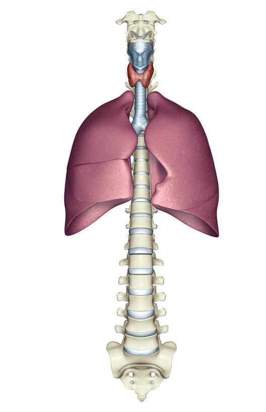 内脏,肺,动脉,静脉,脊椎,无人,竖图,插画,室内,白天,白色背景,正面,数码,科技,静物,阴影,网络,医学,高光,几何,计算机图形,合成,图画,画,模型,人体,电脑合成图,数码合成图,生物学,人体器官,器官,漫画,癌症,生理学,写实,具体,具象,喉,甲状腺,颈椎,脊椎骨,肺癌,环状软骨,甲状软骨,舌骨,气管软骨,肺部,肺脏,脊柱,彩图