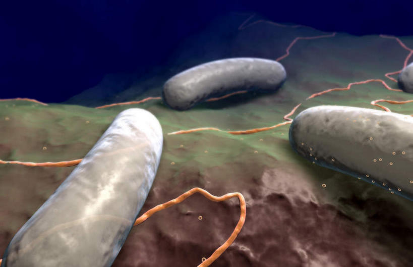 无人,横图,插画,室内,白天,正面,数码,分子,科技,微生物,静物,阴影,蓝色背景,网络,医学,高光,几何,计算机图形,合成,图画,画,生物,人体,电脑合成图,数码合成图,医疗,病毒,生物学,漫画,生理学,写实,具体,具象,寄生,生命体,棒状,肠道细菌感染,肠杆菌,彩图,沙门氏菌