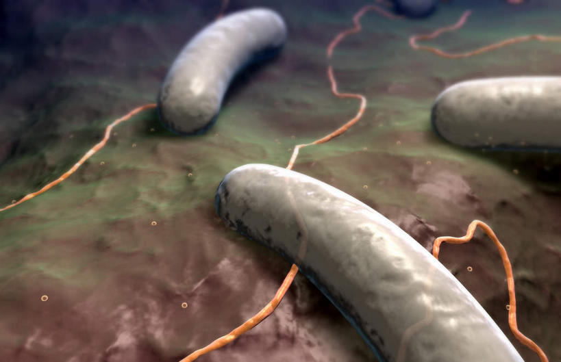 无人,横图,插画,室内,白天,正面,数码,分子,科技,微生物,静物,阴影,蓝色背景,网络,医学,高光,几何,计算机图形,合成,图画,画,生物,人体,电脑合成图,数码合成图,医疗,病毒,生物学,漫画,生理学,写实,具体,具象,寄生,生命体,棒状,肠道细菌感染,肠杆菌,彩图,沙门氏菌