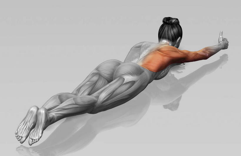 背部,动脉,静脉,骨骼,肌肉,健壮,一个人,无人,横图,插画,室内,特写,白天,数码,科技,静物,仅一个年轻女性,仅一个女性,仅一个人,阴影,光线,网络,医学,影子,灯光,骨头,高光,几何,计算机图形,合成,图画,画,模型,趴着,伸,健康,活力,力量,人体,抬起,青春,屈,电脑合成图,数码合成图,骨架,生物学,强壮,漫画,生理学,写实,具体,具象,年轻女性,女人,女性,趴,彩图,全身