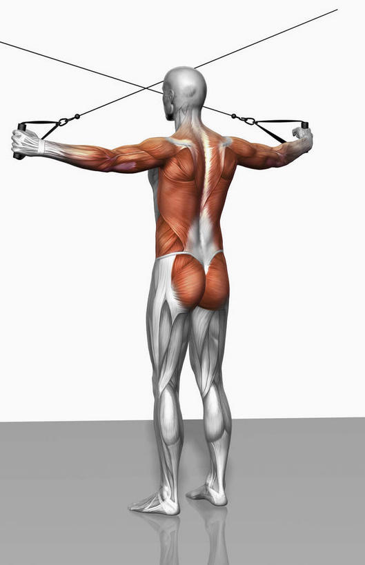 动脉,静脉,骨骼,肌肉,健壮,一个人,无人,站,举,伸展双臂,横图,插画,室内,特写,白天,白色背景,数码,科技,静物,仅一个男性,仅一个人,握,阴影,光线,网络,医学,影子,灯光,骨头,高光,几何,计算机图形,拿,合成,图画,拿着,注视,运动器械,画,仅一个年轻男性,背面,模型,观察,看,托,站着,健康,健身器械,活力,力量,握着,人体,观看,青春,电脑合成图,数码合成图,骨架,察看,生物学,强壮,关注,健身器材,漫画,生理学,写实,具体,具象,背阔肌,三角肌,桡侧腕长伸肌,伸肌,男人,男性,年轻男性,敞开双臂,举起,举手,举着,伸开双臂,向上举,向上伸,向上托,展开双肩,站立,张开手臂,张开双臂,彩图,全身,运动器材