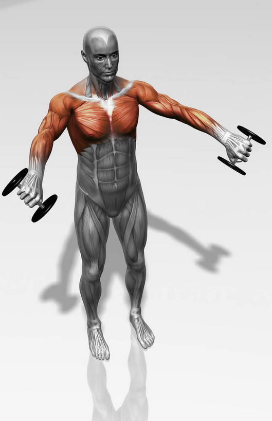 动脉,静脉,骨骼,健壮,一个人,无人,站,横图,俯视,插画,室内,特写,白天,白色背景,数码,科技,静物,哑铃,仅一个男性,仅一个人,握,阴影,光线,网络,医学,影子,灯光,骨头,高光,几何,计算机图形,拿,合成,图画,拿着,注视,运动器械,画,仅一个年轻男性,模型,观察,看,站着,健康,健身器械,活力,力量,握着,人体,观看,青春,电脑合成图,数码合成图,骨架,察看,生物学,强壮,关注,胸肌,健身器材,漫画,生理学,写实,具体,具象,二头肌,三角肌,旋前圆肌,男人,男性,年轻男性,站立,彩图,高角度拍摄,全身,运动器材