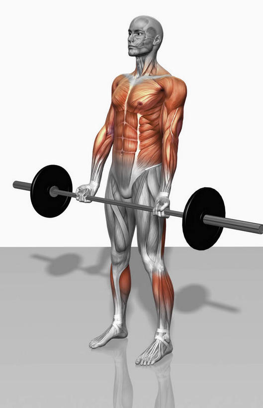 动脉,静脉,骨骼,肌肉,健壮,一个人,无人,横图,插画,室内,特写,白天,白色背景,正面,锻炼,运动,数码,科技,举重,杠铃,静物,仅一个男性,仅一个人,握,阴影,光线,网络,医学,影子,灯光,骨头,高光,几何,计算机图形,拿,合成,图画,拿着,注视,运动器械,画,仅一个年轻男性,一个,模型,观察,看,健康,健身器械,活力,力量,握着,人体,单个,观看,青春,电脑合成图,数码合成图,骨架,察看,生物学,健美,强壮,关注,瘦身,胸肌,健身器材,塑形,漫画,生理学,写实,具体,具象,杠铃操,腓肠肌,三角肌,前锯肌,比目鱼肌,腹外斜肌,胫骨前肌,腹直肌,头肌,体育,杠铃运动,男人,男性,年轻男性,彩图,全身,健身,运动器材,举重运动