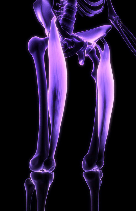 骨骼,脊椎,骨盆,无人,竖图,插画,室内,白天,正面,数码,科技,静物,阴影,黑色背景,局部,网络,医学,骨头,高光,几何,计算机图形,合成,图画,画,紫色,人体,电脑合成图,数码合成图,骨架,生物学,腿骨,盆骨,漫画,生理学,写实,具体,具象,髌骨,股骨,脊椎骨,脊柱,彩图