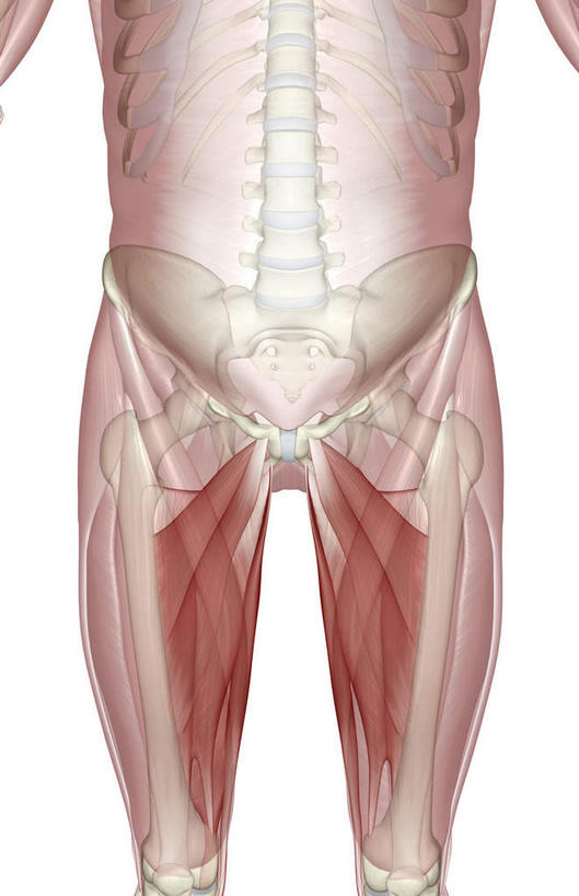 骨骼,脊椎,骨盆,肌肉,健壮,无人,竖图,插画,室内,白天,白色背景,正面,数码,科技,静物,阴影,网络,医学,线条,骨头,高光,几何,计算机图形,合成,图画,画,健康,活力,力量,人体,轮廓,青春,电脑合成图,数码合成图,骨架,生物学,强壮,盆骨,漫画,生理学,写实,具体,具象,股骨,脊椎骨,脊柱,彩图