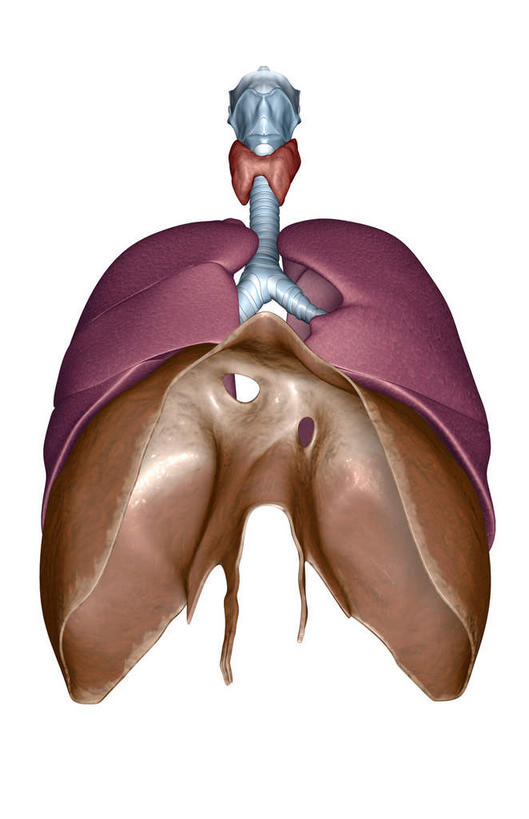 肺,无人,竖图,插画,室内,白天,白色背景,正面,数码,科技,静物,阴影,局部,网络,医学,高光,几何,计算机图形,合成,图画,画,人体,呼吸管,电脑合成图,数码合成图,生物学,漫画,支气管,生理学,写实,具体,具象,呼吸系统,喉癌,膈肌,肺部,肺脏,彩图