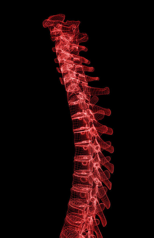 脊椎,无人,竖图,插画,室内,白天,正面,数码,科技,静物,一排,一条,阴影,黑色背景,局部,整齐,网络,医学,高光,几何,计算机图形,合成,图画,画,排列,人体,电脑合成图,数码合成图,生物学,队列,漫画,生理学,写实,具体,具象,脊椎骨,脊柱,彩图
