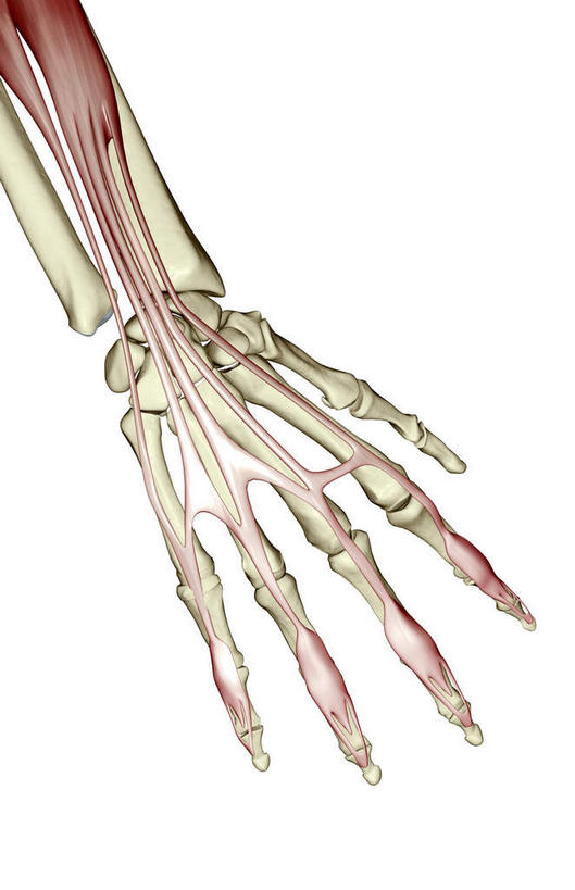 手,骨骼,无人,竖图,插画,室内,白天,白色背景,正面,数码,科技,静物,阴影,局部,网络,医学,骨头,高光,几何,计算机图形,合成,图画,画,手部,人体,电脑合成图,数码合成图,骨架,生物学,手骨,漫画,生理学,写实,具体,具象,指骨,手舟骨,彩图