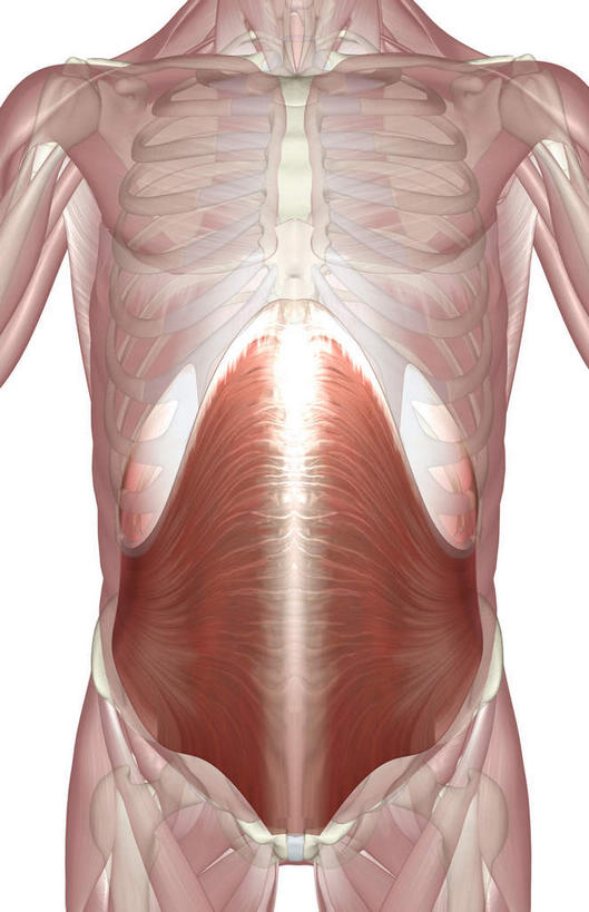 肌肉,健壮,无人,竖图,插画,室内,白天,白色背景,正面,数码,科技,静物,阴影,局部,网络,医学,高光,几何,计算机图形,合成,图画,画,健康,活力,力量,人体,青春,电脑合成图,数码合成图,生物学,强壮,腹肌,漫画,生理学,写实,具体,具象,彩图