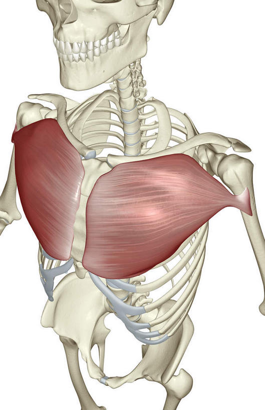 颅骨,骨骼,肋骨,脊椎,骨盆,无人,竖图,插画,室内,白天,白色背景,正面,数码,科技,静物,阴影,局部,网络,医学,头骨,骨头,高光,几何,计算机图形,合成,图画,画,人体,电脑合成图,数码合成图,骨架,生物学,胸肌,盆骨,漫画,生理学,写实,具体,具象,肱骨,脊椎骨,脊柱,头盖骨,彩图