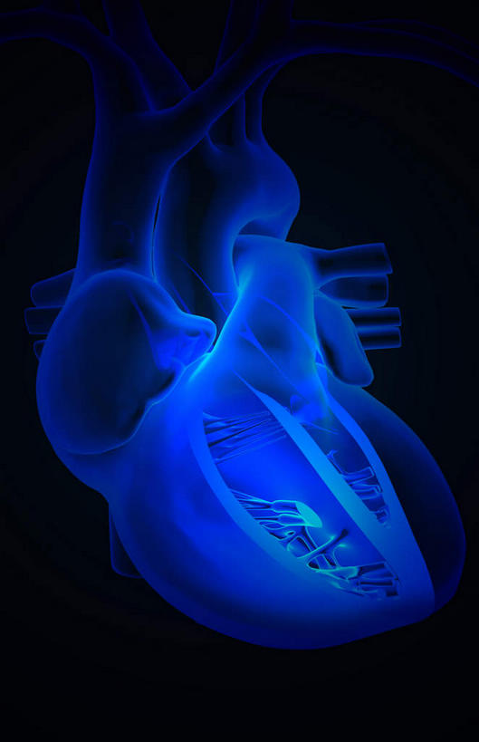 内脏,心脏,无人,竖图,插画,室内,白天,正面,数码,科技,静物,阴影,黑色背景,局部,网络,医学,高光,几何,计算机图形,合成,图画,画,人体,电脑合成图,数码合成图,生物学,人体器官,漫画,心房,心室,生理学,写实,具体,具象,主动脉,上腔静脉,肺静脉,二尖瓣,房室瓣,室间隔,彩图