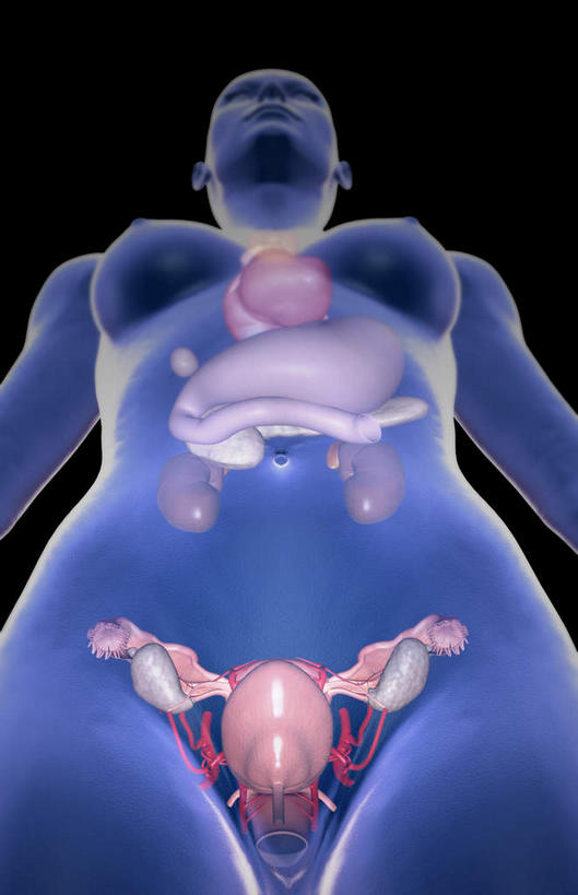 卵巢,无人,竖图,插画,室内,白天,正面,数码,科技,静物,阴影,黑色背景,局部,网络,医学,线条,高光,几何,计算机图形,合成,图画,画,人体,轮廓,电脑合成图,数码合成图,生物学,漫画,生理学,写实,具体,具象,肾上腺,内分泌系统,胸腺,女性,彩图