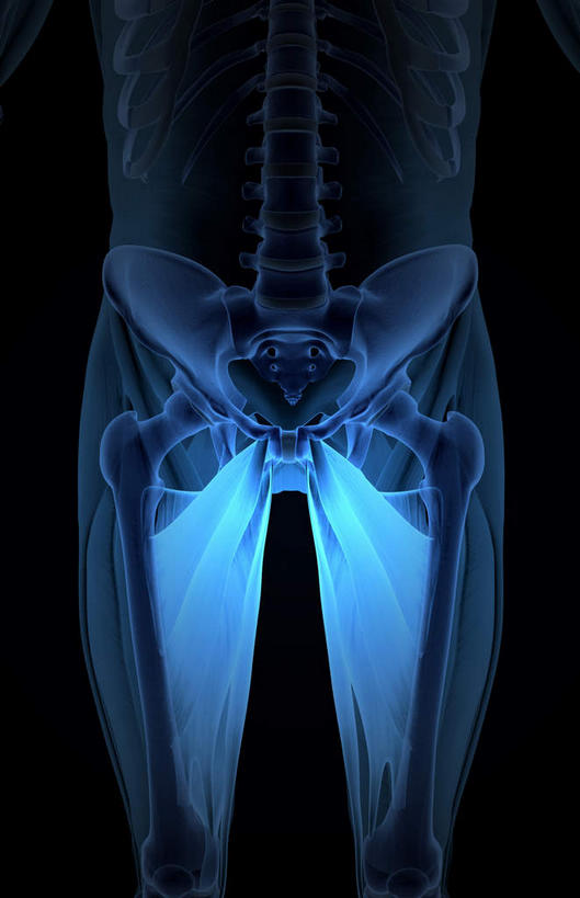 骨骼,脊椎,骨盆,肌肉,健壮,无人,竖图,室内,白天,正面,静物,黑色背景,医学,线条,骨头,健康,活力,力量,人体,轮廓,青春,骨架,生物学,强壮,盆骨,生理学,脊椎骨,大收肌,内收长肌,脊柱,彩图