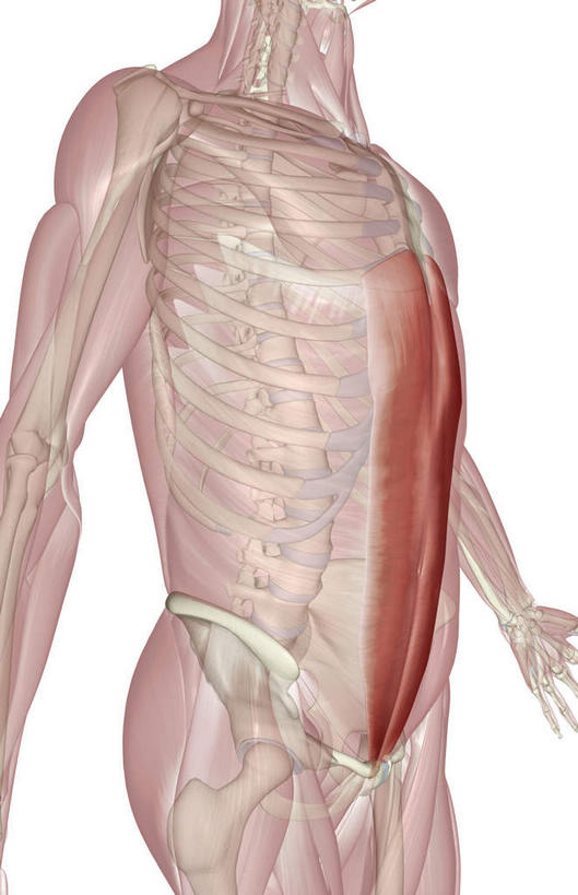 肌肉,健壮,无人,竖图,插画,室内,白天,白色背景,正面,数码,科技,静物,阴影,局部,网络,医学,高光,几何,计算机图形,合成,图画,画,健康,活力,力量,人体,青春,电脑合成图,数码合成图,生物学,强壮,漫画,生理学,写实,具体,具象,腹直肌,彩图