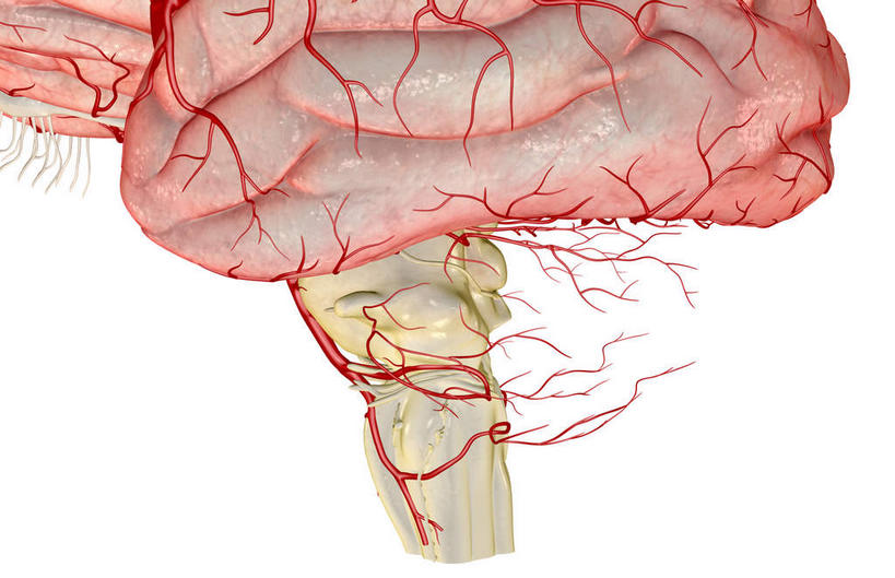 动脉,血管,无人,横图,插画,室内,白天,白色背景,正面,数码,科技,静物,大脑,阴影,局部,网络,医学,高光,几何,计算机图形,合成,图画,画,人体,电脑合成图,数码合成图,生物学,器官,沟壑,漫画,小脑,脑干,生理学,写实,具体,具象,大脑皮层,端脑,沟,灰质,回,间脑,颞叶,脑动脉,彩图