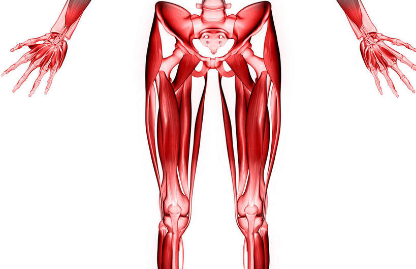 腿部,骨骼,脊椎,骨盆,肌肉,腿,健壮,无人,横图,插画,室内,白天,白色背景,正面,数码,科技,静物,阴影,局部,网络,医学,骨头,高光,几何,计算机图形,合成,图画,画,健康,活力,力量,人体,青春,电脑合成图,数码合成图,骨架,生物学,强壮,手骨,盆骨,漫画,生理学,写实,具体,具象,髋骨,指骨,脊椎骨,股外侧肌,股直肌,脊柱,彩图