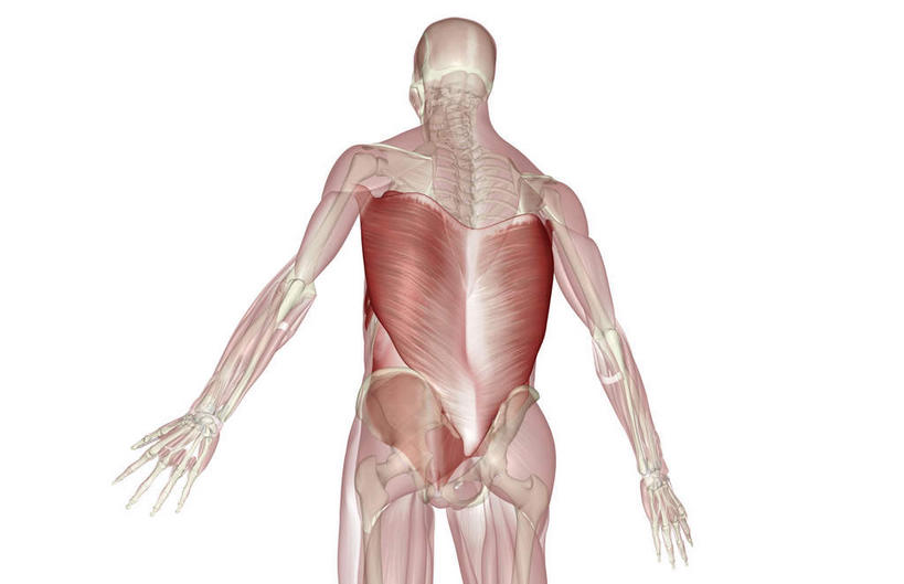 肌肉,健壮,无人,横图,插画,室内,白天,白色背景,正面,数码,科技,静物,阴影,局部,网络,医学,高光,几何,计算机图形,合成,图画,画,健康,活力,力量,人体,青春,电脑合成图,数码合成图,生物学,强壮,漫画,生理学,写实,具体,具象,背阔肌,彩图