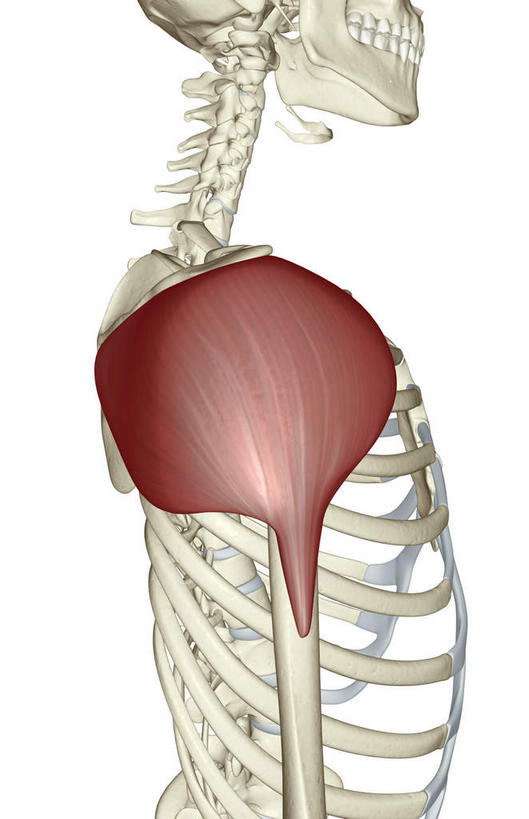 颅骨,骨骼,肋骨,脊椎,肌肉,健壮,无人,竖图,插画,室内,白天,白色背景,正面,数码,科技,静物,阴影,局部,网络,医学,头骨,骨头,高光,几何,计算机图形,合成,图画,肩膀,画,健康,活力,力量,人体,青春,电脑合成图,数码合成图,骨架,生物学,强壮,漫画,生理学,写实,具体,具象,脊椎骨,三角肌,脊柱,头盖骨,彩图